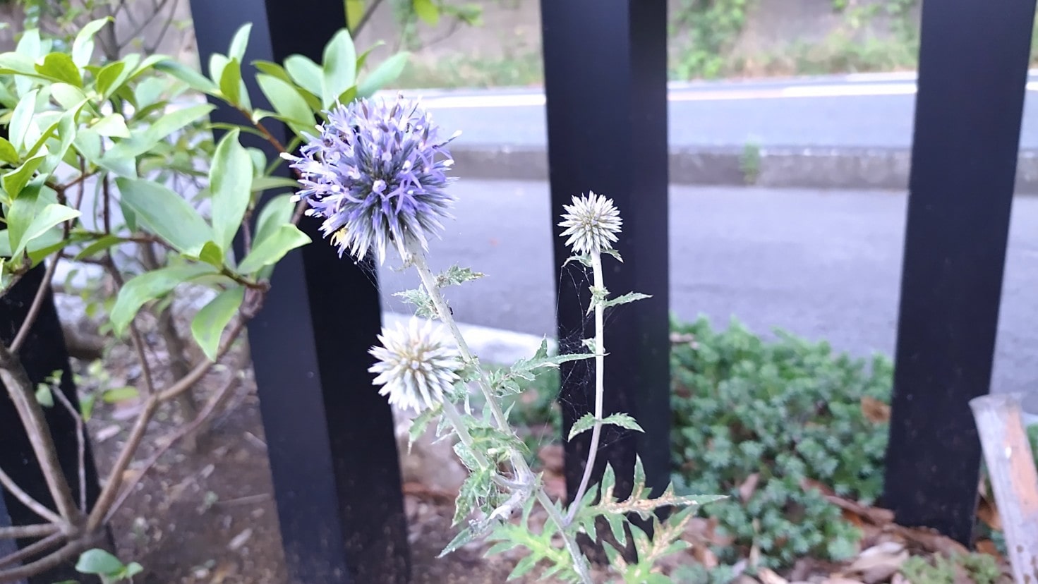 【MIRAIZの花日記】ネギ坊主？ハリネズミ？花火？イメージ